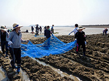 椹野川河口干潟再生活動の様子