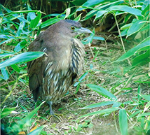 写真：2013年10月 絶滅危惧種「ミゾゴイ」が飛来し約1カ月滞在。ミミズなどの土壌生物が豊富なため