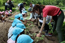 写真：サツマイモ苗の植付（5月）