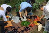写真：夏野菜収穫（7月）