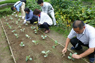写真：冬野菜植付（9月）