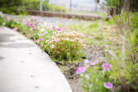 お手入れの負担が減るように、できるだけ乾燥に強い草花を選んでおられるそう。