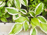 単に緑の量を多くするだけでなく、メンテナンス性や経年美化にも配慮しています。